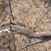 Bitis arietans arietans | Puff Adder